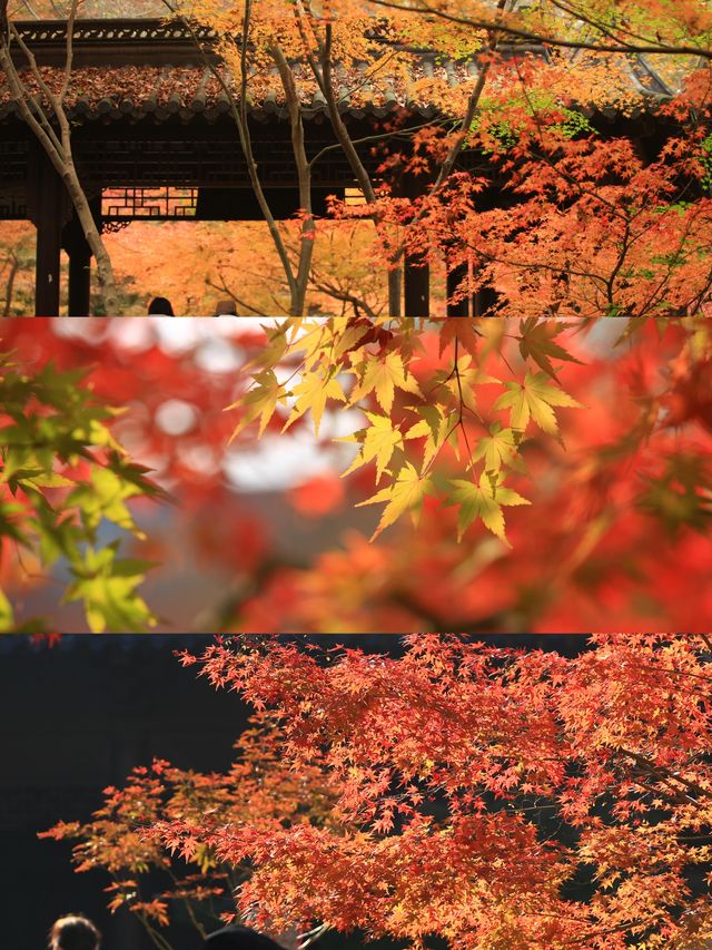 美爆！總要看一次棲霞山的紅葉吧！