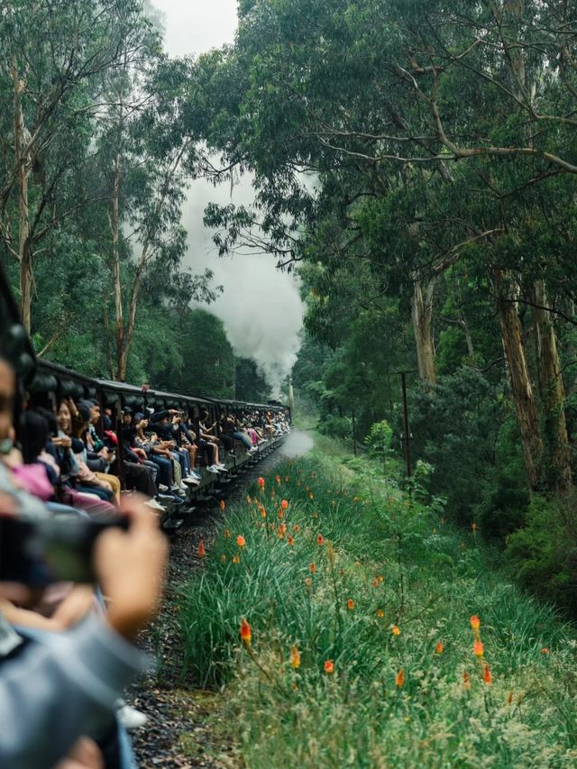 墨爾本｜蒸汽火車與企鵝歸巢-14人團旅行