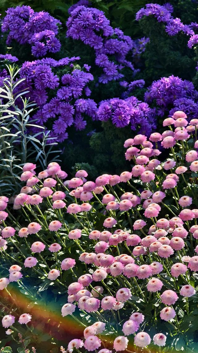 深圳冬日限定浪漫仙湖植物園花展也太出片了吧！