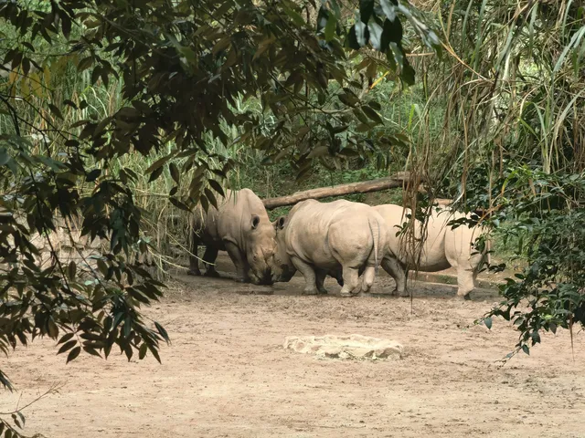 雲南普洱太陽河森林公園 雲南普洱太陽河森林公園