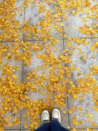 秋意正濃｜石家莊中心湖公園