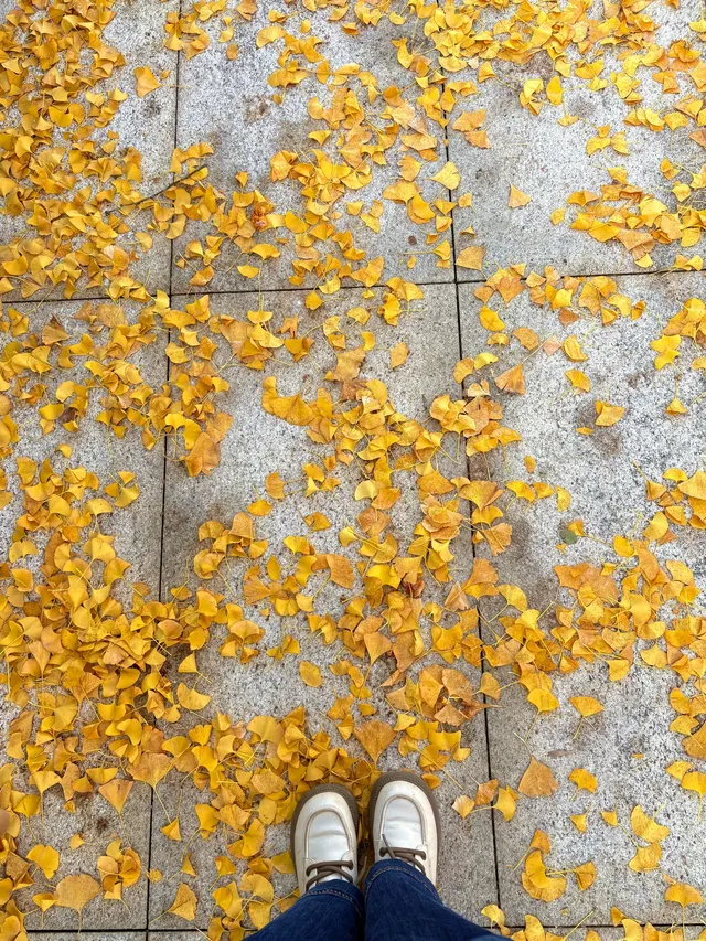 秋意正濃｜石家莊中心湖公園