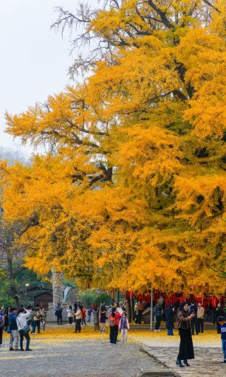Confucius came to Anqiu to see his daughter and personally planted ginkgo trees, beautifully lasting 2,500 years