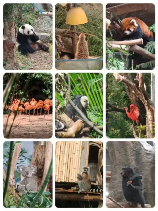 The Cuties of Hongshan Zoo
