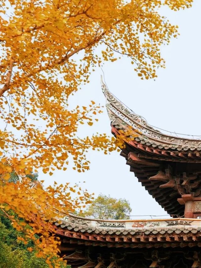 屈原故里秋意濃，楓紅銀杏邀共賞