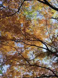 趁紅楓銀杏未落，走一趟莫干山蔣公古道吧！