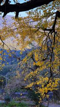 銀杏樹下慢時光,德化丁榮村