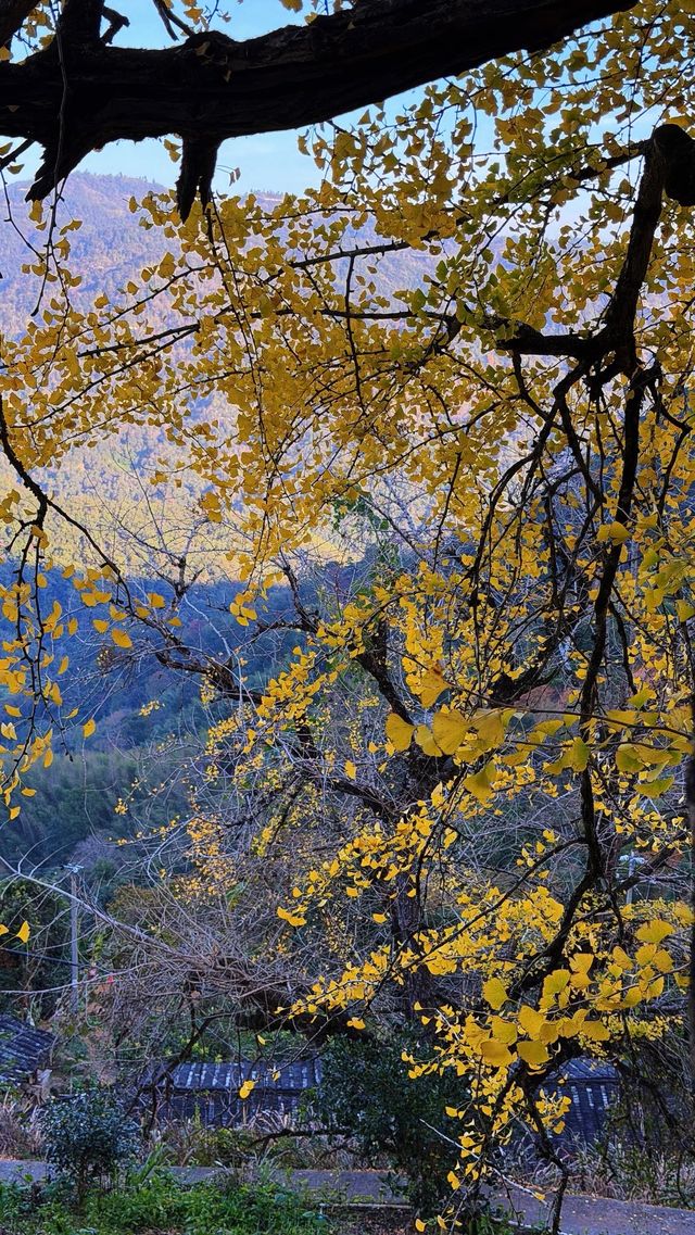 銀杏樹下慢時光,德化丁榮村 銀杏樹下慢時光,德化丁榮村