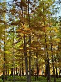 東湖山水杉林 德陽冬日美景被我挖到啦！