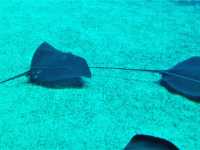 Coral Kingdom Calling: Your Ultimate Great Barrier Reef Snorkel Adventure