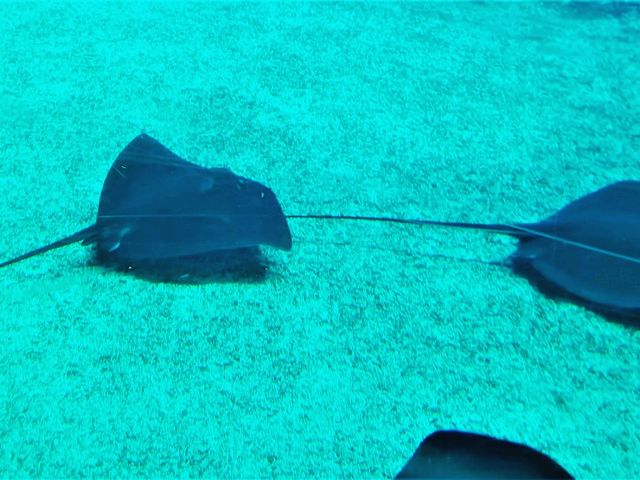 Coral Kingdom Calling: Your Ultimate Great Barrier Reef Snorkel Adventure