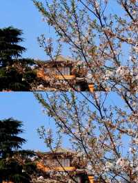 總要去趟雞鳴寺吧 赴一場浪漫之約