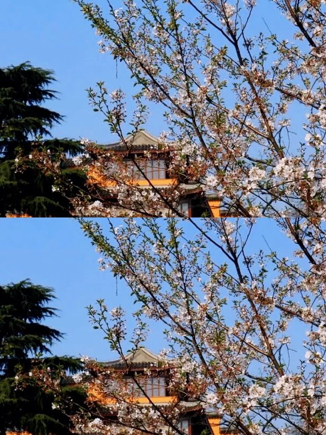 總要去趟雞鳴寺吧 赴一場浪漫之約 總要去趟雞鳴寺吧 赴一場浪漫之約