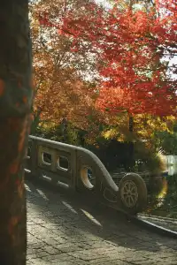 魯迅公園的紅葉已經瘋狂綻放啦