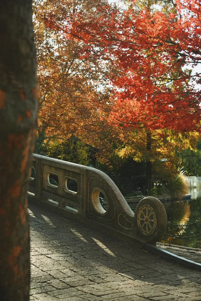 魯迅公園的紅葉已經瘋狂綻放啦