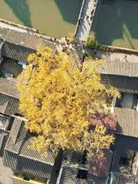 蘇州太平老街|邂逅千年銀杏的古寺禪意