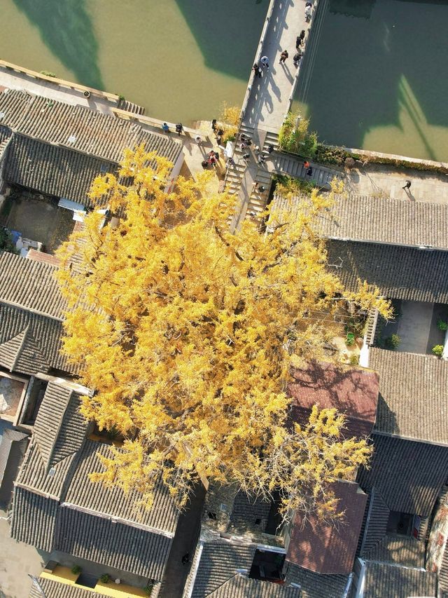 蘇州太平老街|邂逅千年銀杏的古寺禪意 蘇州太平老街|邂逅千年銀杏的古寺禪意