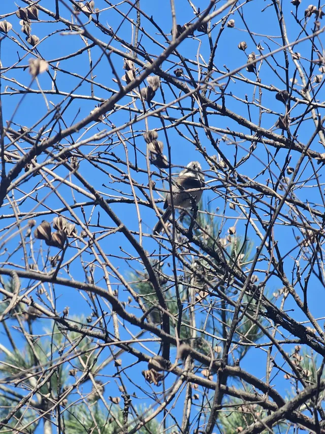 西安遛娃爬山推薦-藍田蓮花山人少不累