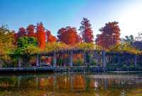 杉舞金虹·武漢植物園初冬畫冊