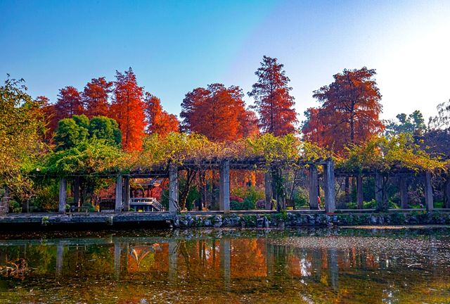 杉舞金虹·武漢植物園初冬畫冊 杉舞金虹·武漢植物園初冬畫冊