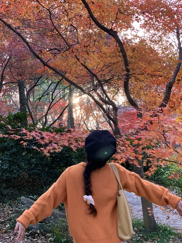 南京中山植物園紅楓崗|進入10日倒數! 南京中山植物園紅楓崗|進入10日倒數!