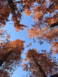 冬日限定|被這片絕美紅楓刷屏了!隨手一拍都是大片