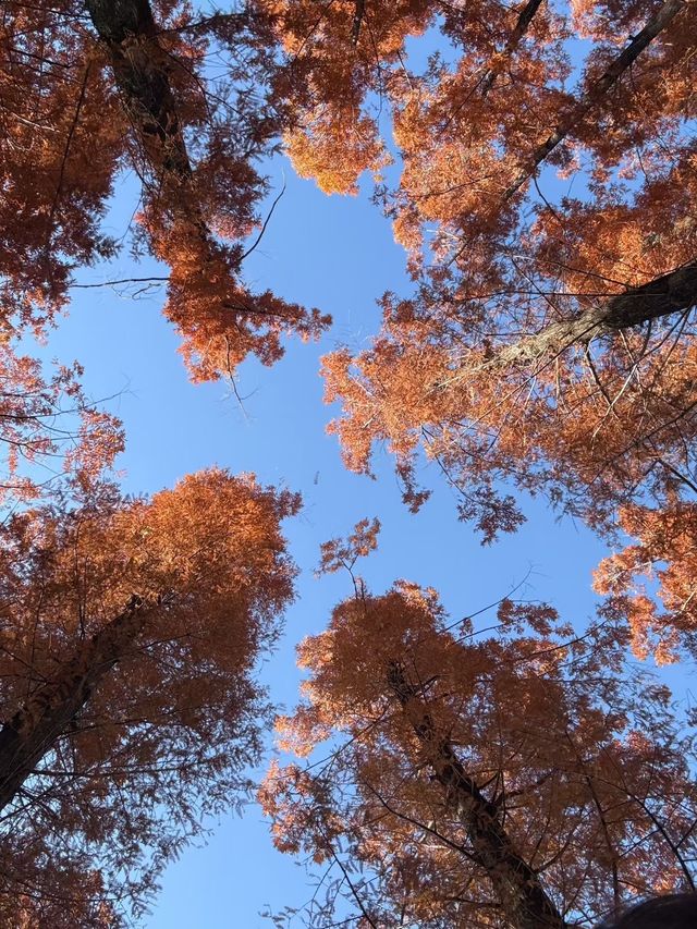 冬日限定|被這片絕美紅楓刷屏了!隨手一拍都是大片 冬日限定|被這片絕美紅楓刷屏了!隨手一拍都是大片