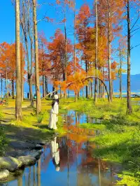 18圖告訴你,現在的大理水杉季究竟有多美……