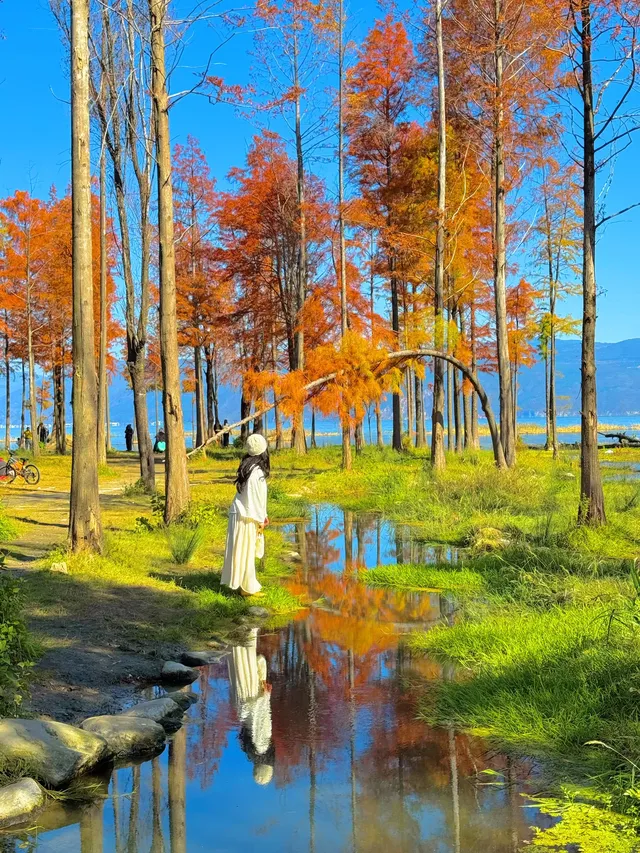 18圖告訴你,現在的大理水杉季究竟有多美…… 18圖告訴你,現在的大理水杉季究竟有多美……