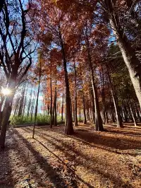 12月的洱海邊,彩林和海鷗也太配了吧