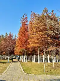 合肥毛衣樹遊園會紅衫林是大自然的調色盤