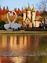 上海版阿勒泰:這片水杉林美到窒息,冬日治癒感拉滿