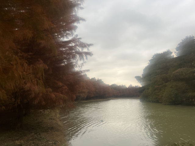 藏在上海的仙蹤之境!海灣國家森林公園美成童話世界 藏在上海的仙蹤之境!海灣國家森林公園美成童話世界