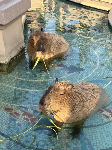 泰蘭德chocolate villa 太好拍