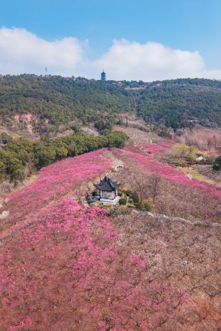 장자강 향산매령｜강남에서 가장 아름다운 매림이 여기 숨어있어요