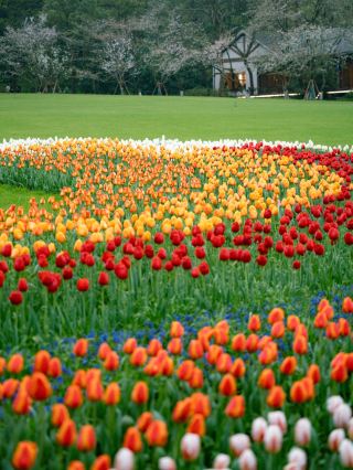 대박! 시후 봄철 최고의 꽃구경 코스 하루 만에 모든 명소 완전 정복