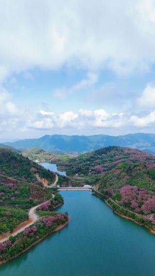聞かないで！寧波にあります！無料！山一面の桜がまさに神レベル