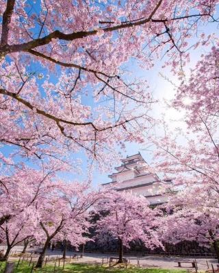 桜の旅という旅がある