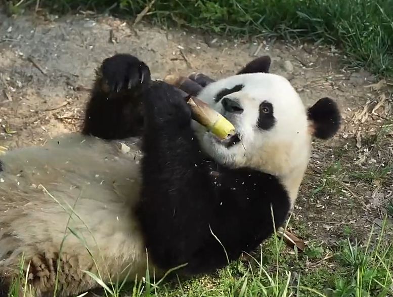 The Giant Pandas Lying Down to Eat Show My Weekend Mood