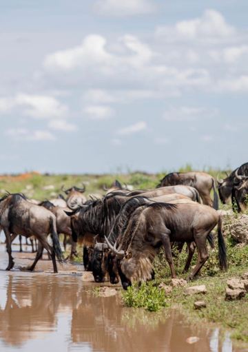 Amazing Tanzanian Adventure with Vivid Tanzania Safaris | Trip.com