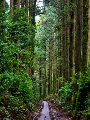 屋久島：古代の神々が住む島🌲