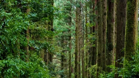 Yakushima: The Island Where Ancient Gods Live 🌲 — traveler post in Itami