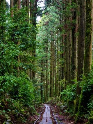 Yakushima: The Island Where Ancient Gods Live 🌲