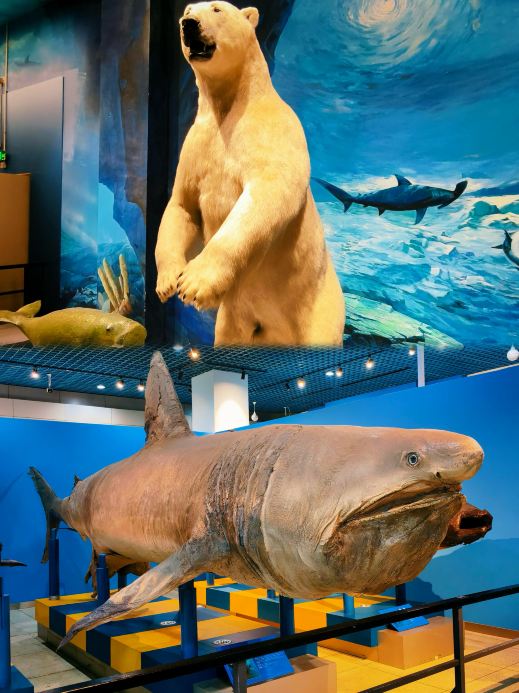 初めて大連自然博物館に行って、巨大なクジラの標本に圧倒されました