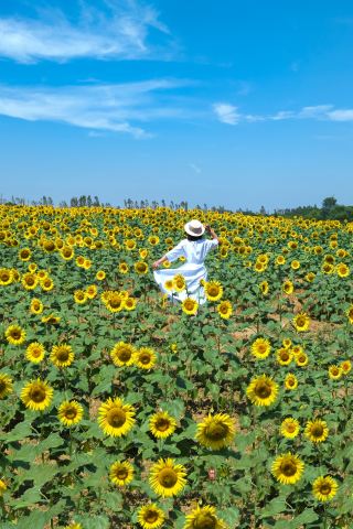So beautiful! Changshu Shanghu summer sunflower photo guide