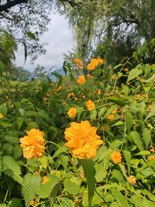 國家植物園秋日遠山棣棠圖