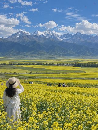 門源回族自治県の菜の花畑｜高原の黄金色の旅