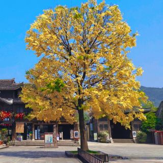 Ziyang Street: Where Ancient Charm Meets Authentic Street Food Bliss