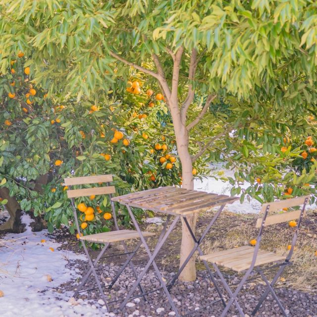 🍊감귤밭에 둘러쌓인 감귤뷰 카페 [제주, 덴드리]🍊