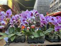 Colourful Flowers for Chinese New Year